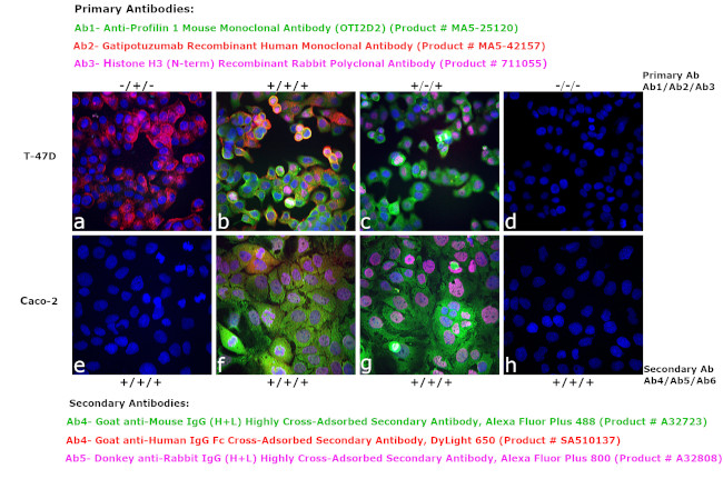 Human IgG Fc Cross-Adsorbed Secondary Antibody