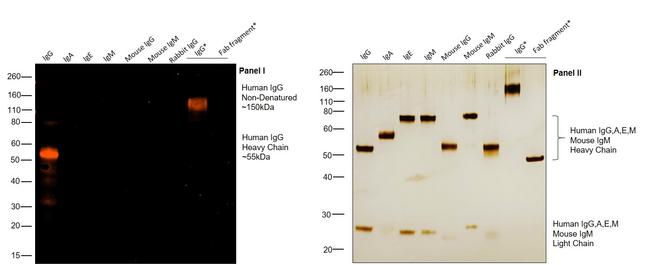 Human IgG Fc Cross-Adsorbed Secondary Antibody in Western Blot (WB)