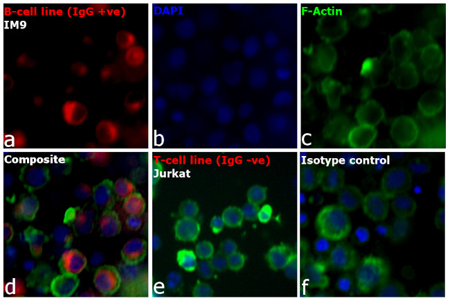 Human IgG Fc Cross-Adsorbed Secondary Antibody in Immunocytochemistry (ICC/IF)