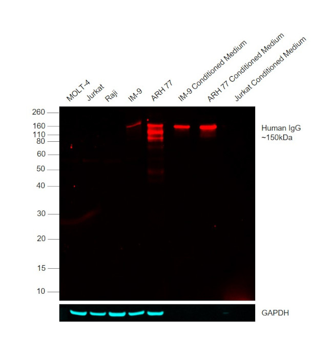 Human IgG Fc Cross-Adsorbed Secondary Antibody