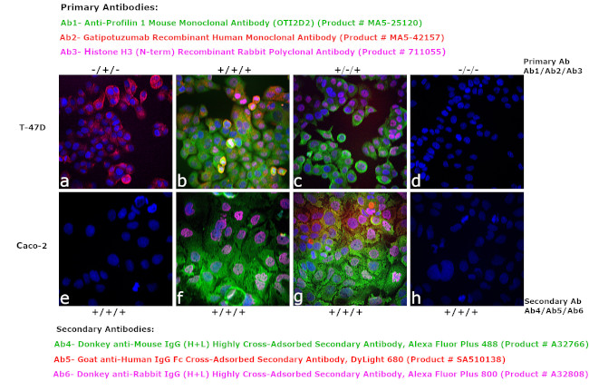 Human IgG Fc Cross-Adsorbed Secondary Antibody