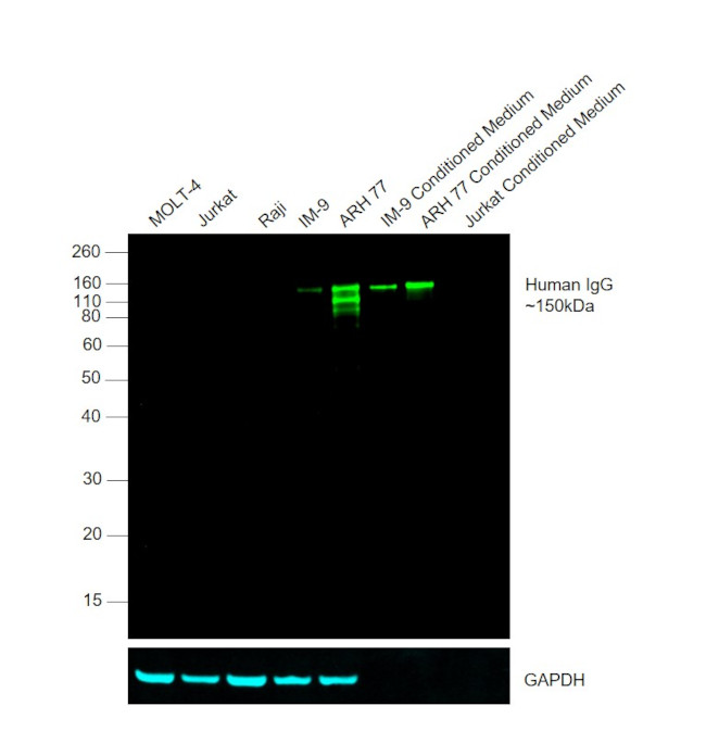 Human IgG Fc Cross-Adsorbed Secondary Antibody