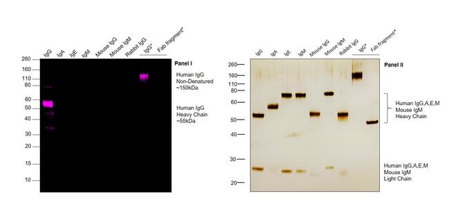 Human IgG Fc Cross-Adsorbed Secondary Antibody in Western Blot (WB)