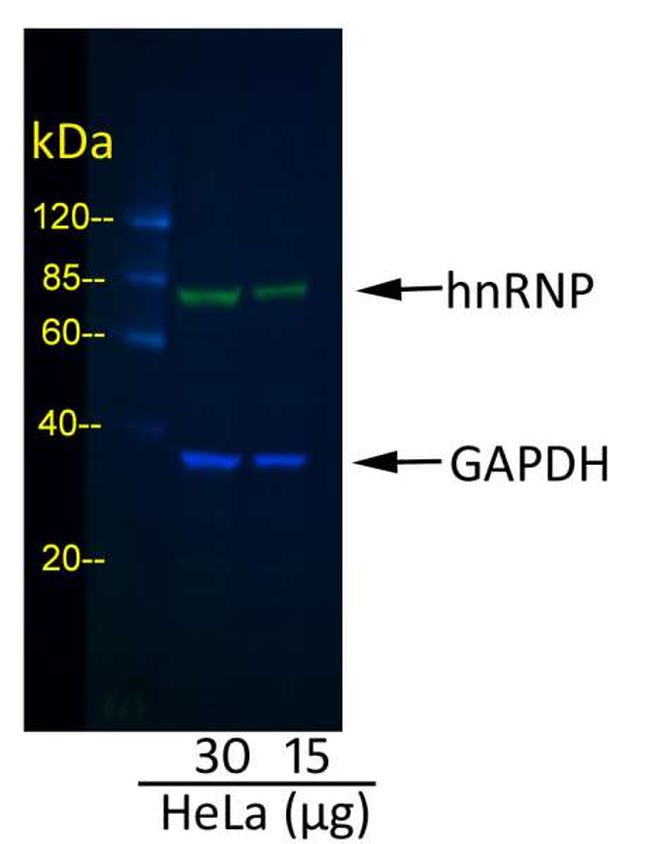 Mouse IgG (H+L) Cross-Adsorbed Secondary Antibody in Western Blot (WB)