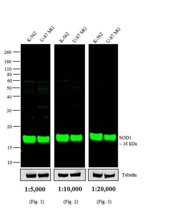 Mouse IgG (H+L) Cross-Adsorbed Secondary Antibody in Western Blot (WB)