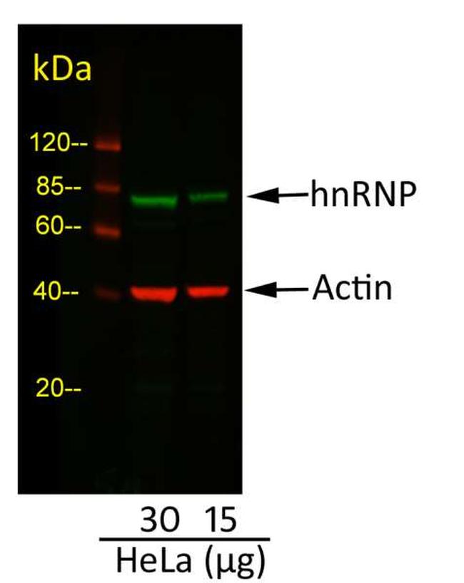 Mouse IgG (H+L) Cross-Adsorbed Secondary Antibody in Western Blot (WB)