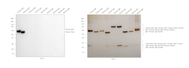 Human IgA1 Secondary Antibody in Western Blot (WB)