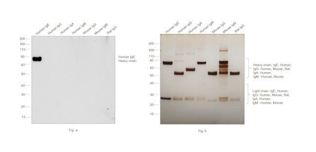 Human IgE Secondary Antibody in Western Blot (WB)