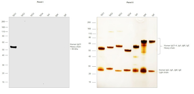 Human IgG1 Secondary Antibody in Western Blot (WB)