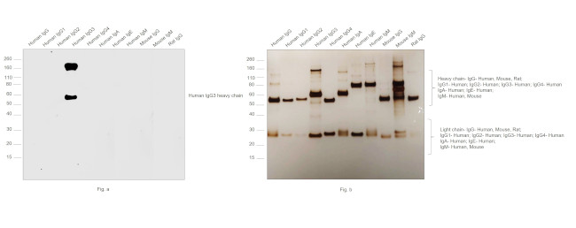 Human IgG3 Secondary Antibody in Western Blot (WB)