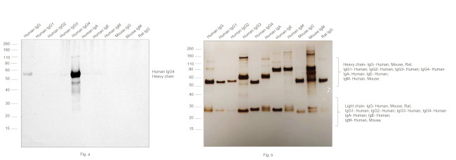 Human IgG4 Secondary Antibody in Western Blot (WB)