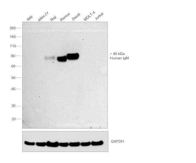 Human IgM Secondary Antibody in Western Blot (WB)