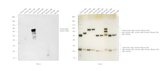 Human IgM Secondary Antibody in Western Blot (WB)