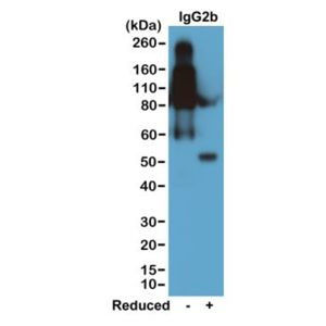 Mouse IgG2b Secondary Antibody in Western Blot (WB)