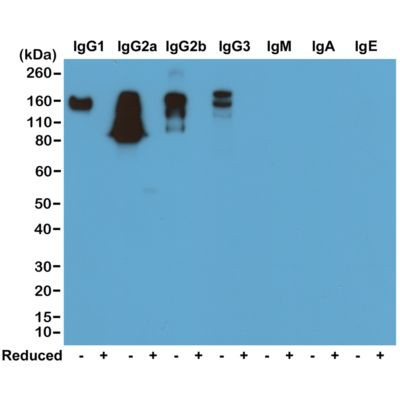 Mouse IgG Fc Secondary Antibody in Western Blot (WB)