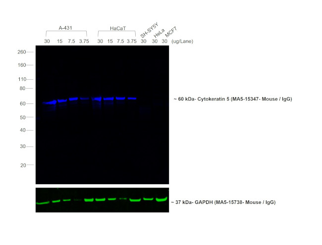 Mouse IgG Fc Secondary Antibody in Western Blot (WB)