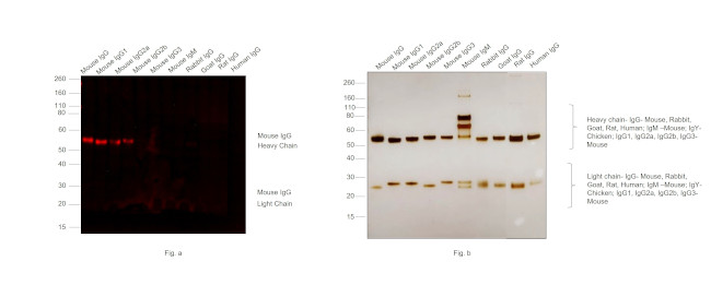 Mouse IgG (H+L) Secondary Antibody in Western Blot (WB)