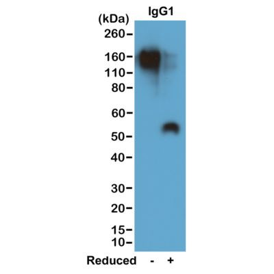 Mouse IgG1 Secondary Antibody in Western Blot (WB)