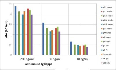 Mouse Kappa Light Chain Secondary Antibody in ELISA (ELISA)