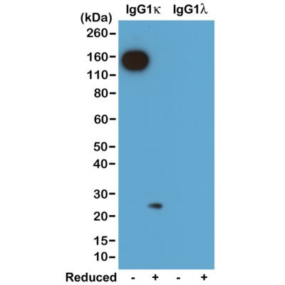 Mouse Kappa Light Chain Secondary Antibody in Western Blot (WB)