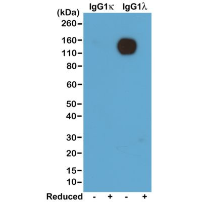 Mouse Lambda Light Chain Secondary Antibody in Western Blot (WB)