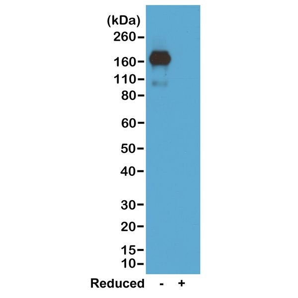 Mouse IgA Secondary Antibody in Western Blot (WB)