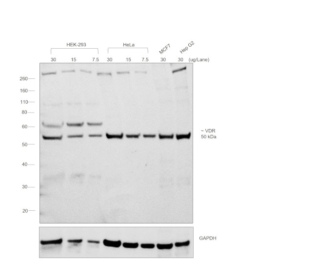 Mouse IgA Secondary Antibody in Western Blot (WB)