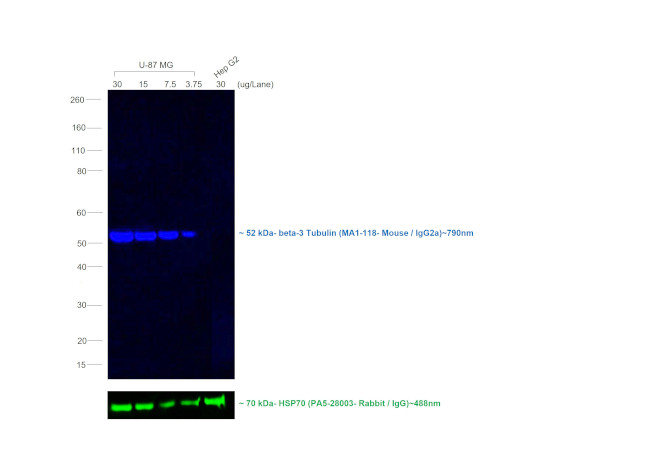 Mouse IgG2a Secondary Antibody in Western Blot (WB)