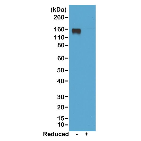 Mouse IgG2a Secondary Antibody in Western Blot (WB)