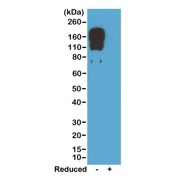 Mouse IgG2c Secondary Antibody in Western Blot (WB)