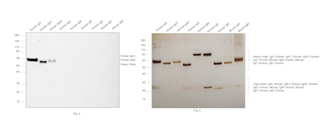 Human IgA1/IgA2 Secondary Antibody in Western Blot (WB)