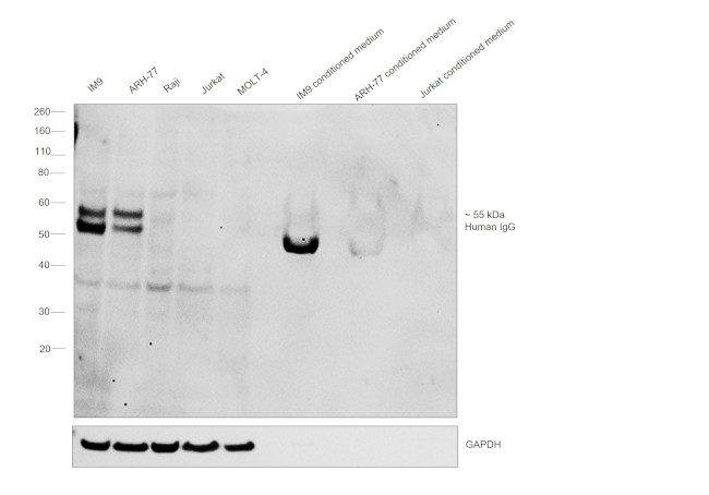 Human IgG (Heavy chain) Secondary Antibody in Western Blot (WB)