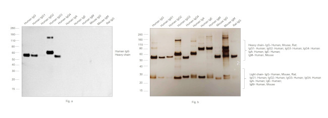 Human IgG (Heavy chain) Secondary Antibody in Western Blot (WB)