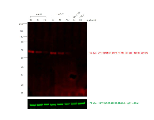 Mouse IgG Fab Secondary Antibody in Western Blot (WB)