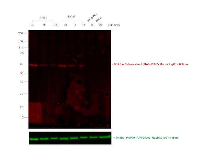 Mouse IgG Fc Secondary Antibody in Western Blot (WB)