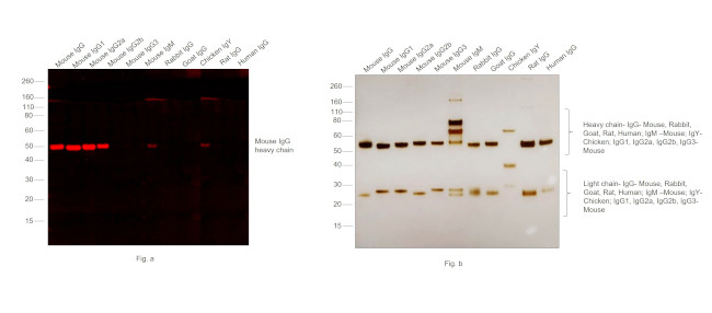 Mouse IgG Fc Secondary Antibody in Western Blot (WB)