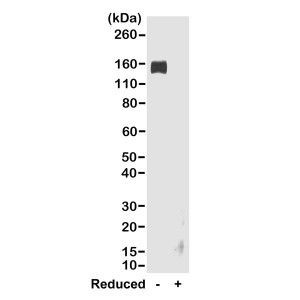 Rabbit IgG Fc Secondary Antibody in Western Blot (WB)