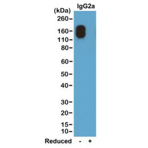 Mouse IgG2a (Kappa light chain) Secondary Antibody in Western Blot (WB)