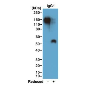 Mouse IgG1 Secondary Antibody in Western Blot (WB)