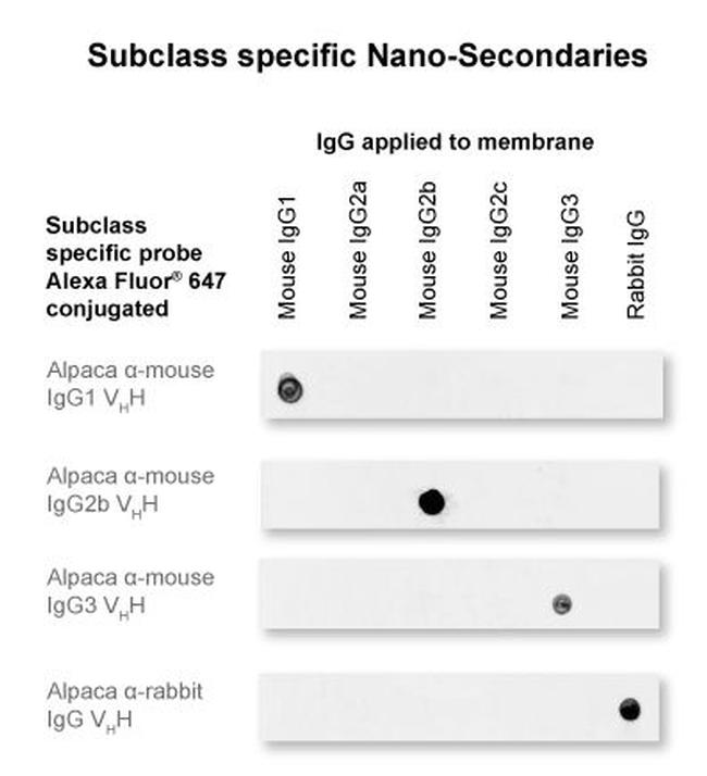 Mouse IgG1 Nano (VHH) Secondary Antibody in Dot Blot (DB)