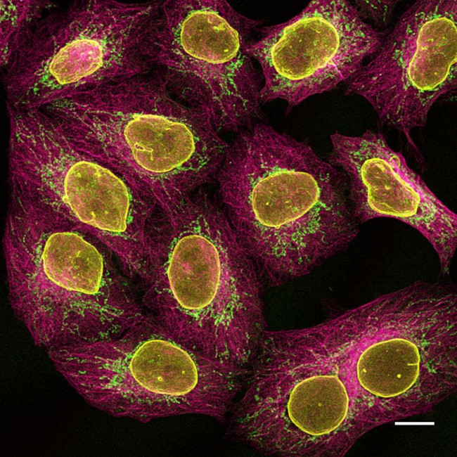 Mouse IgG2b Nano (VHH) Secondary Antibody in Immunocytochemistry (ICC/IF)