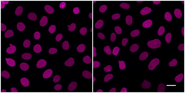 Mouse IgG2b Nano (VHH) Secondary Antibody in Immunocytochemistry (ICC/IF)