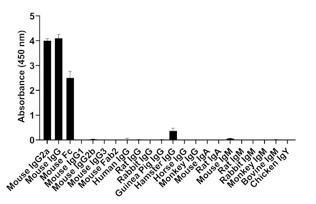 Mouse IgG2a Secondary Antibody