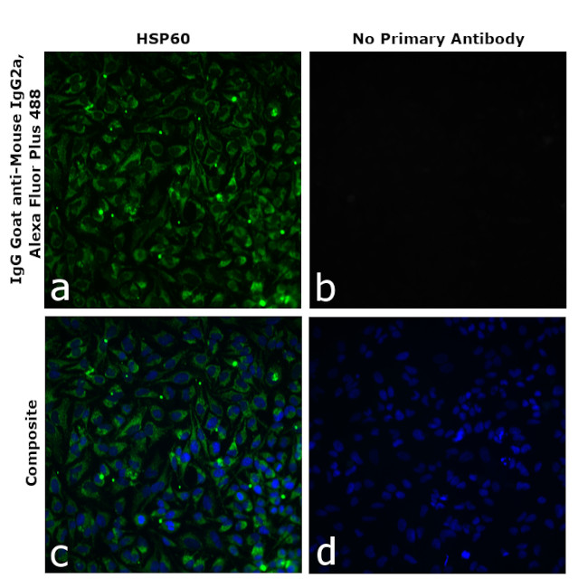 Mouse IgG2a Secondary Antibody in Immunocytochemistry (ICC/IF)