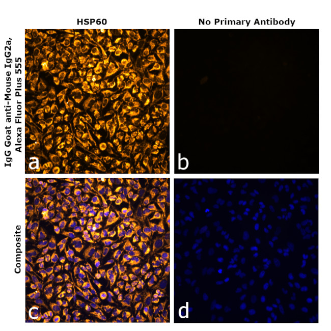 Mouse IgG2a Secondary Antibody in Immunocytochemistry (ICC/IF)