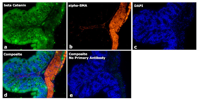 Mouse IgG2a Secondary Antibody in Immunohistochemistry (Paraffin) (IHC (P))