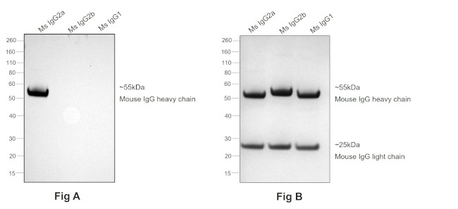 Mouse IgG2a Secondary Antibody in Western Blot (WB)