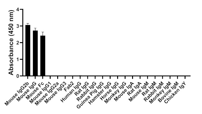 Mouse IgG2b Secondary Antibody