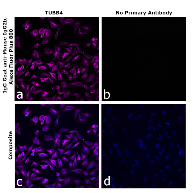 Mouse IgG2b Secondary Antibody in Immunocytochemistry (ICC/IF)