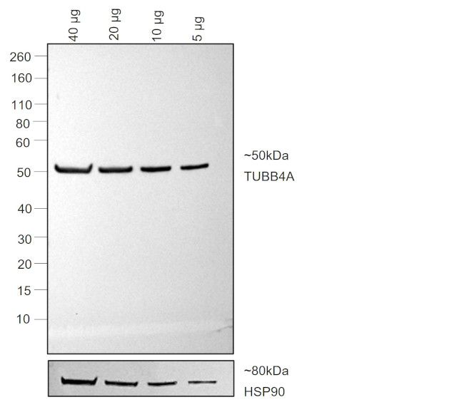 Mouse IgG2b Secondary Antibody in Western Blot (WB)